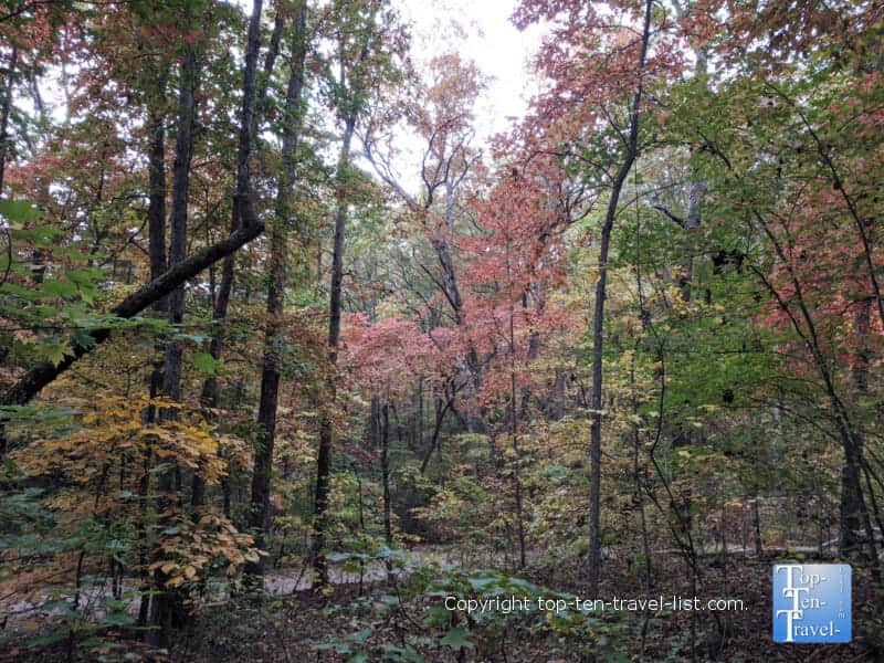 Vivid red foliage at the North Carolina Arboretum in Asheville 