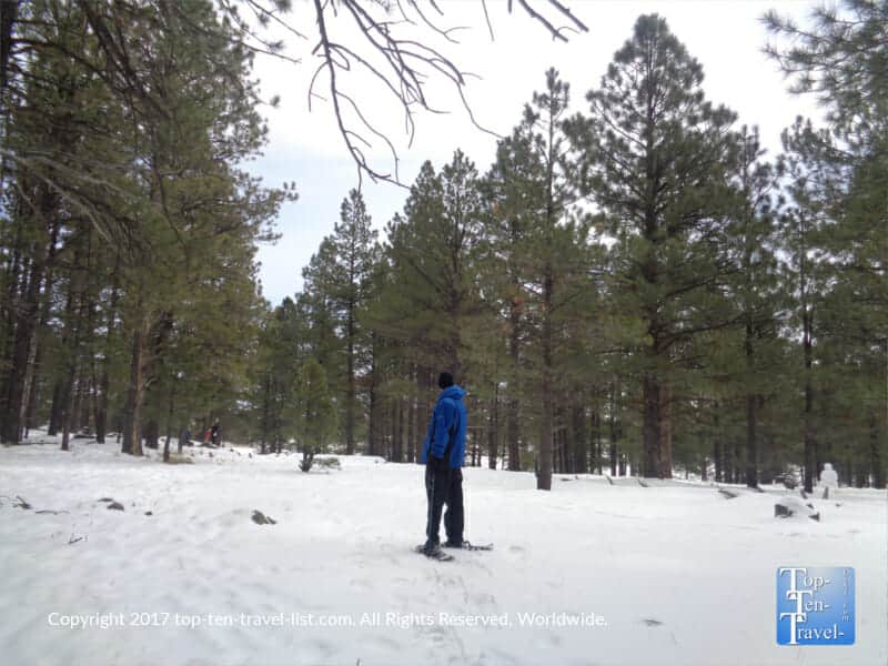 Snowshoeing through gorgeous pines in Flagstaff