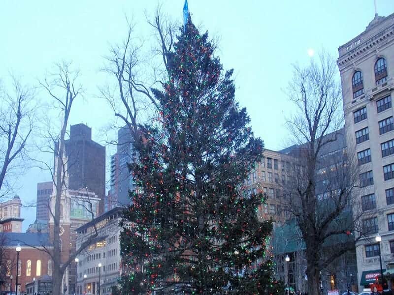 Boston Christmas tree