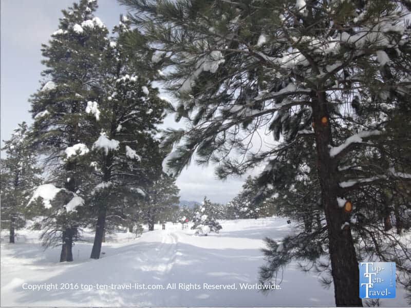 Snowy pines at Fort Tuthill Park in Flagstaff