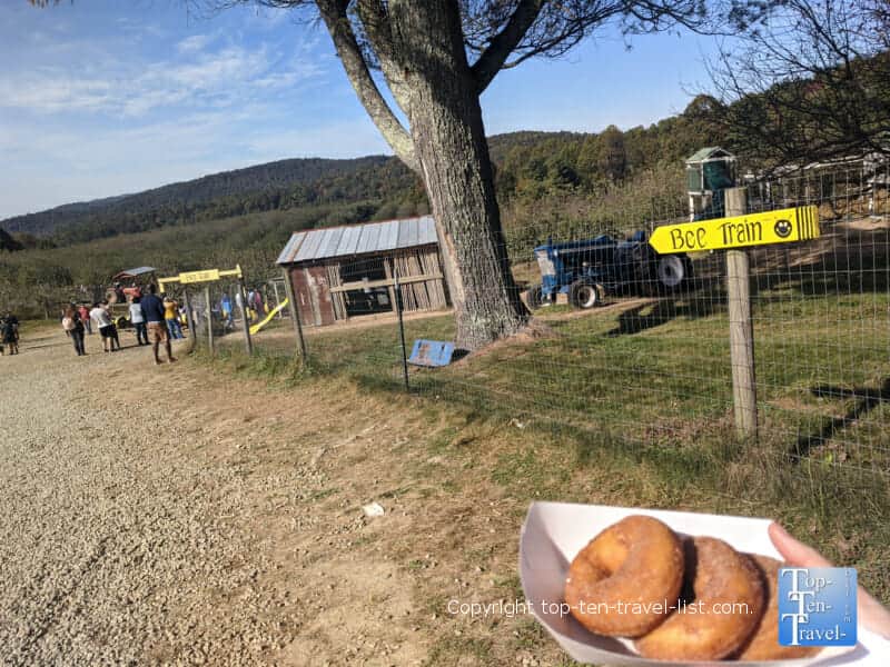Apple cider donuts at Sky Top Orchard in North Carolina