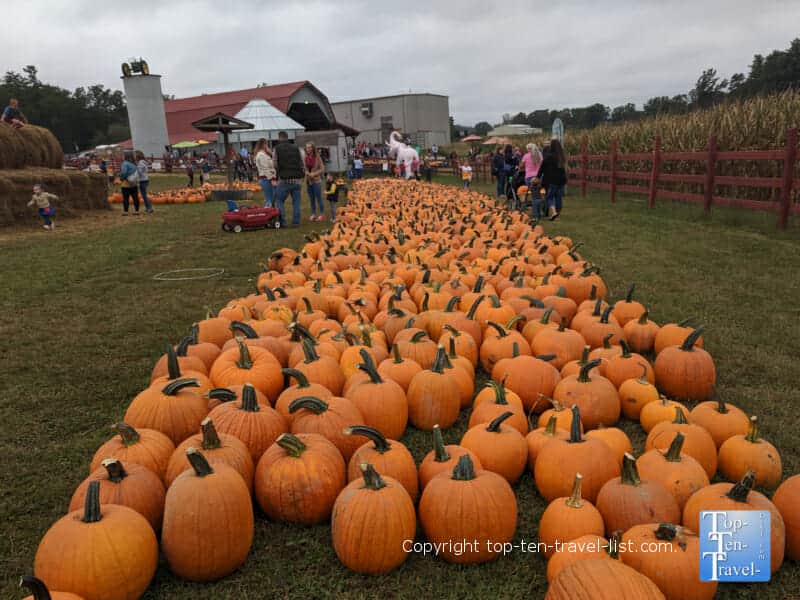 Pumpkin patch at Grandad's Apples in North Carolina