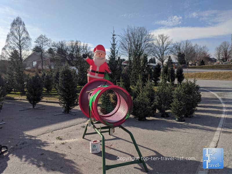 Christmas trees at the WNC Farmers Market