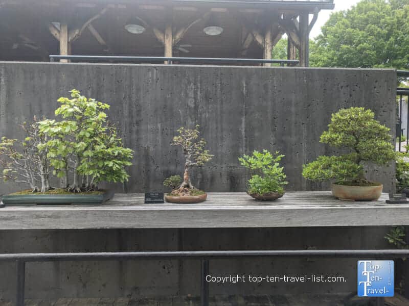 The Bonsai Collection at the North Carolina Arboretum in Asheville