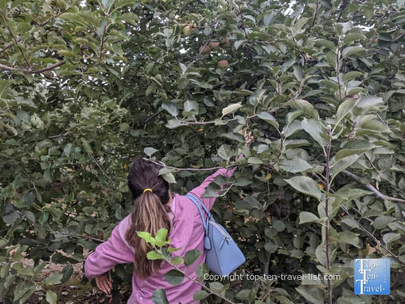 Apple picking at Grandad's Orchard in Western North Carolina