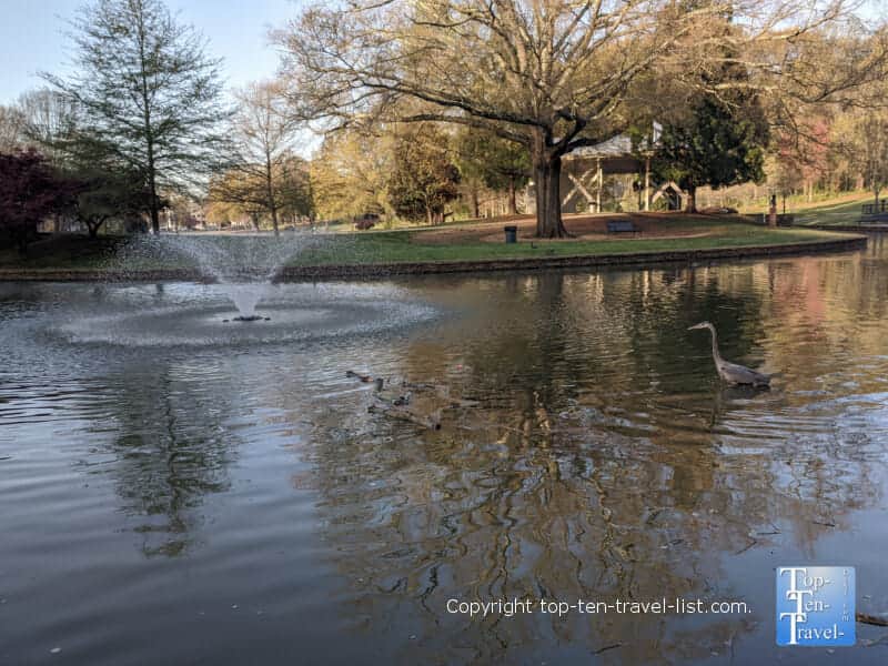 Bird watching at Freedom Park in Charlotte, North Carolina