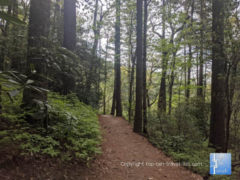 Tall green trees lining the Glen Falls trail in Highlands, NC