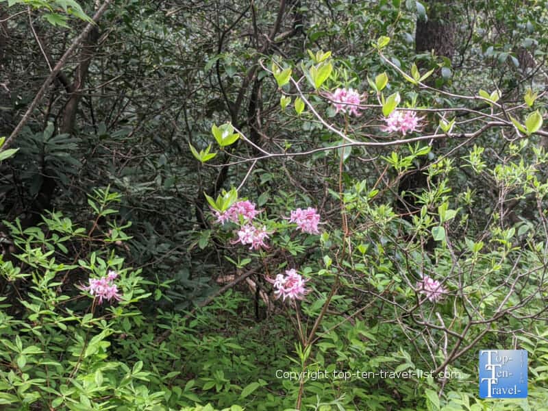 Pink wildflowers on the Glen Falls trail in North Carolina
