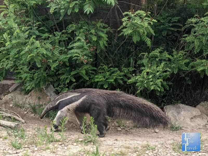 Ant eater at The Pittsburgh Zoo