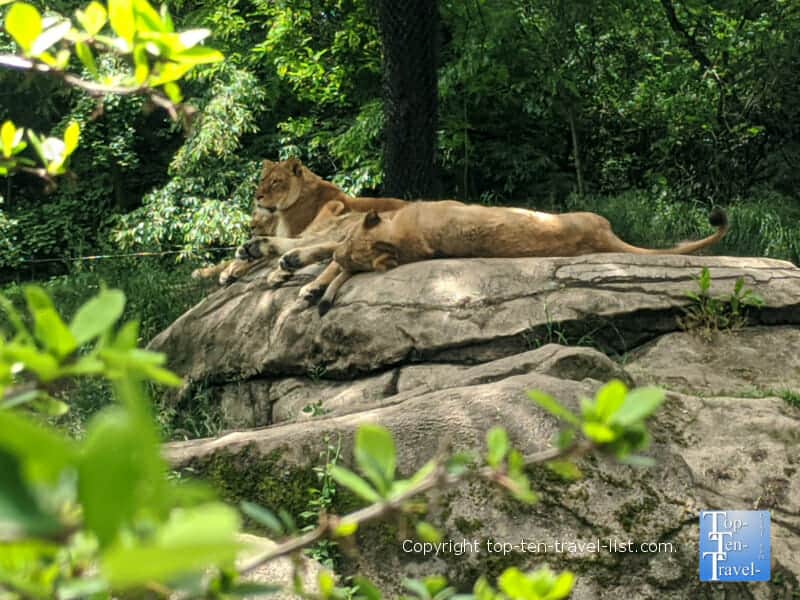 Lions relaxing at the Pittsburgh Zoo