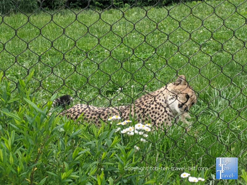 Cheetah at the Pittsburgh Zoo