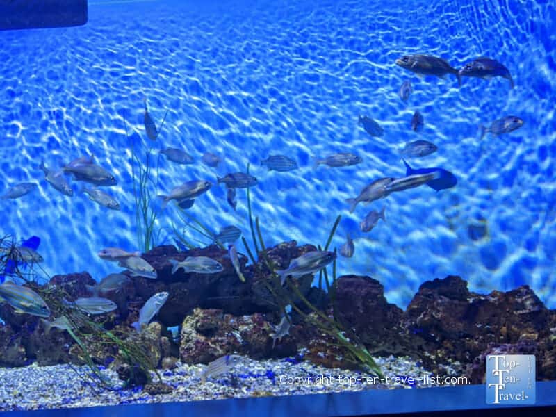 Colorful fish tank at the Pittsburgh Zoo and PPG Aquarium