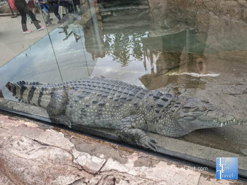 Philippine Crocodile at The Pittsburgh Zoo