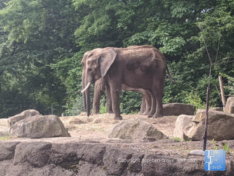 Elephants at The Pittsburgh Zoo