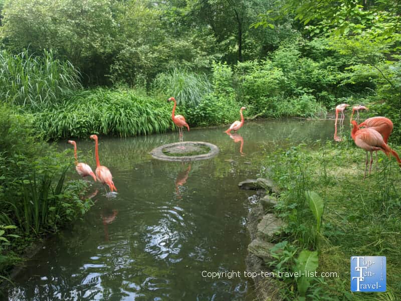 Flamingos at The Pittsburgh Zoo