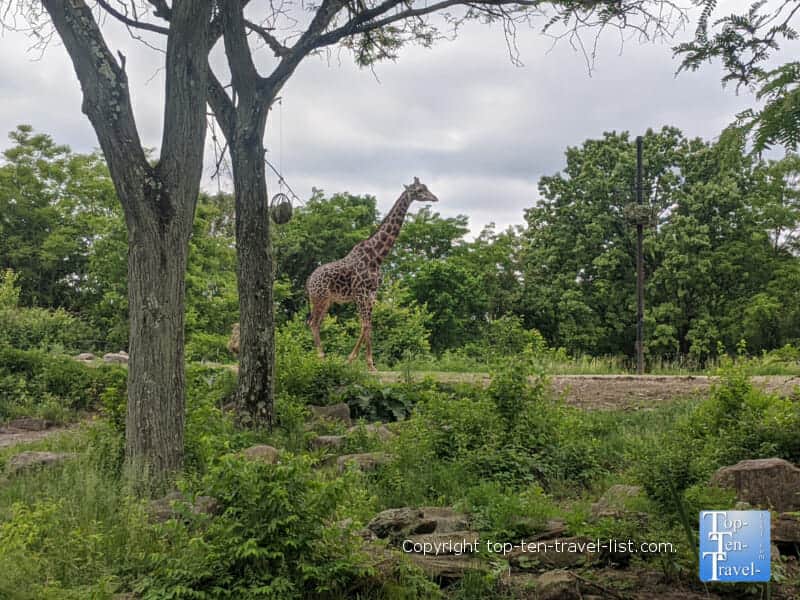 Giraffe at The Pittsburgh Zoo