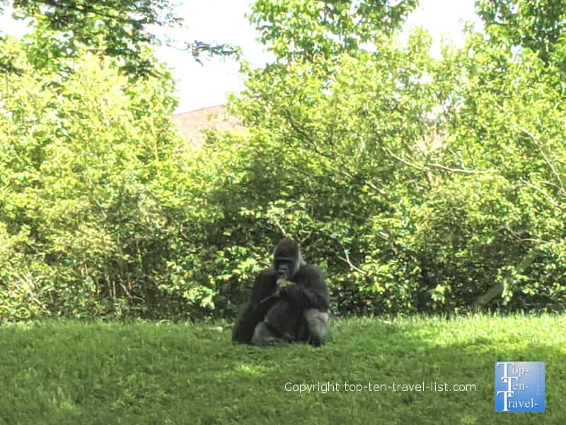Gorilla at The Pittsburgh Zoo