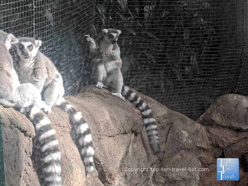 Lemurs at The Pittsburgh Zoo