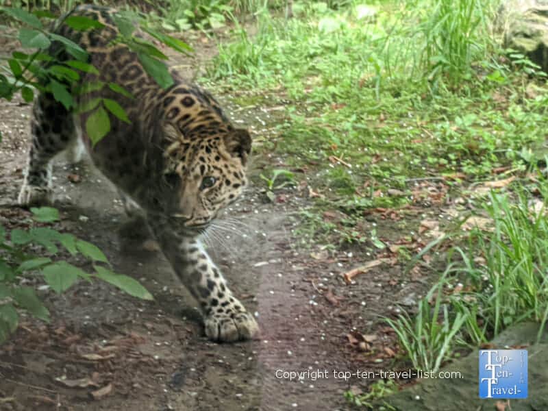 Leopard exploring at the Pittsburgh Zoo