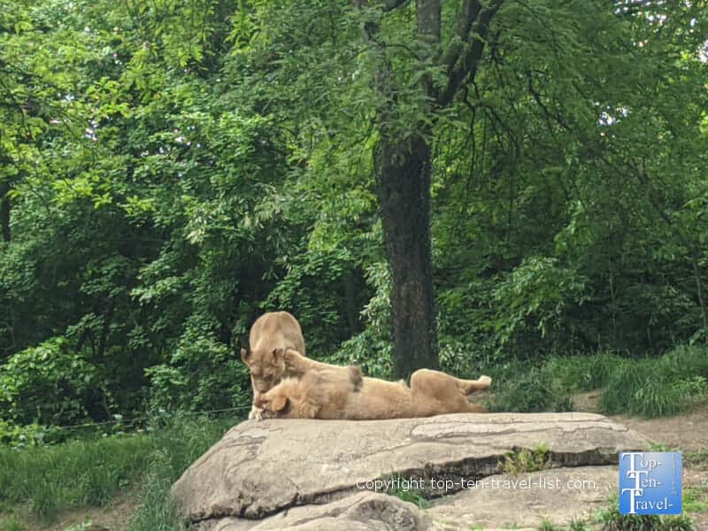 Lions playing at the Pittsburgh Zoo