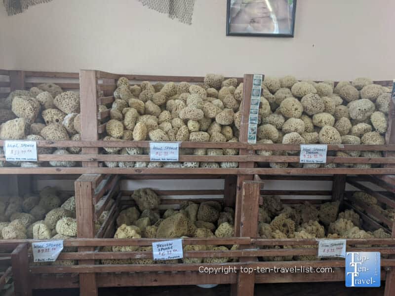 Natural sea sponges in Tarpon Springs, Florida 