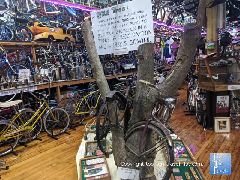 The Bike Tree at Bicycle Heaven in Pittsburgh
