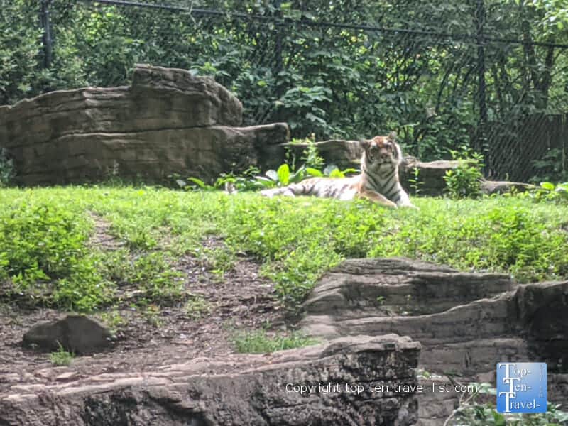 Tiger relaxing at the Pittsburgh Zoo
