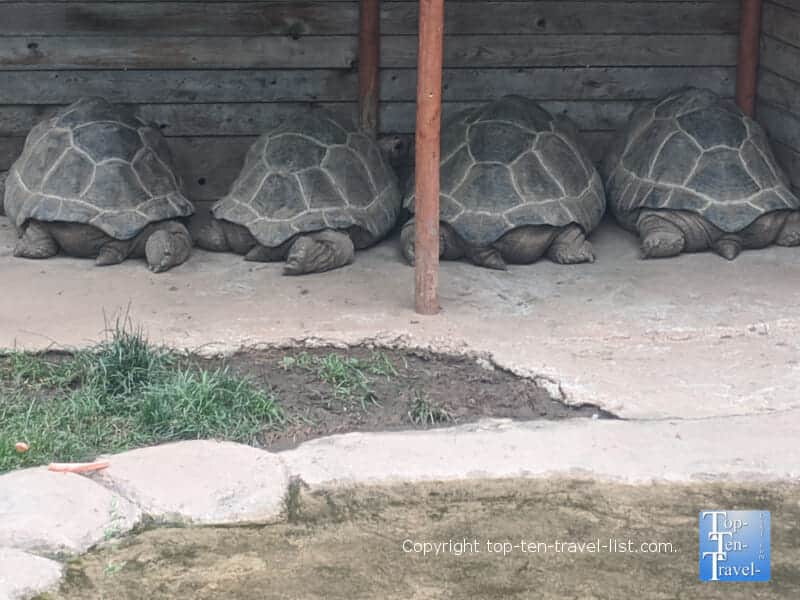 Tortoises sleeping at The Pittsburgh Zoo