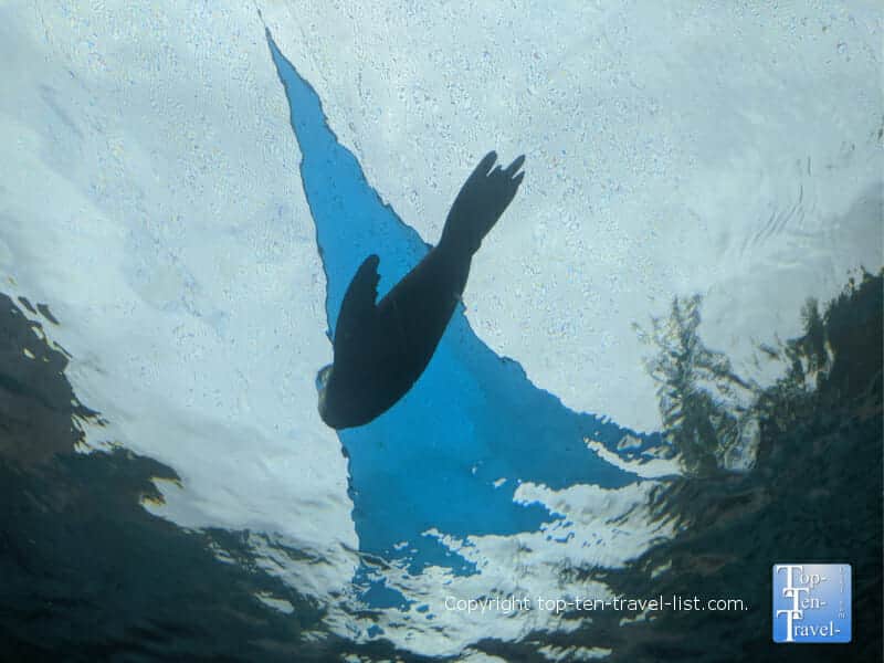Underwater seal viewing at The Pittsburgh Zoo