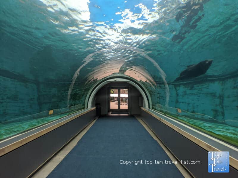 Underwater seal viewing tunnel at The Pittsburgh Zoo
