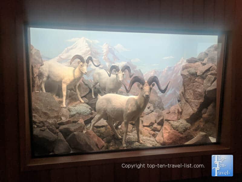 Diorama Hall of North American wildlife at The Carnegie Museum of Natural History in Pittsburgh
