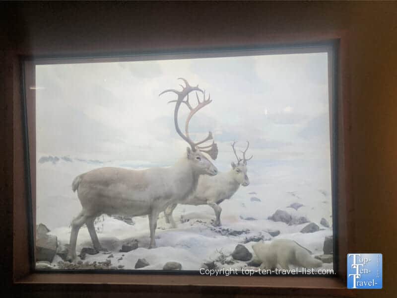 Diorama Hall of North American wildlife at The Carnegie Museum of Natural History in Pittsburgh