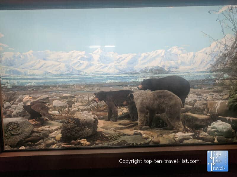 Diorama Hall of North American Wildlife at The Carnegie Museum of Natural History in Pittsburgh