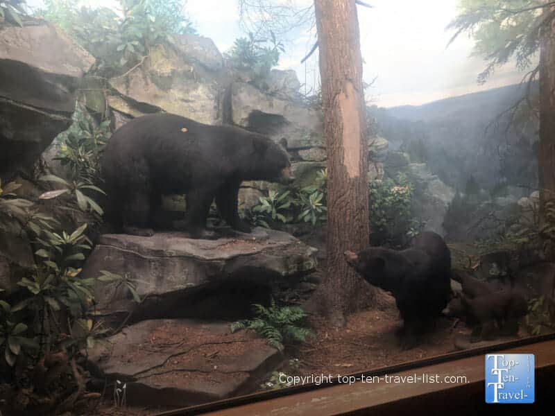 Diorama Hall of North American Wildlife at The Carnegie Museum of Natural History in Pittsburgh