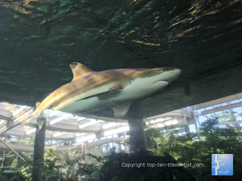 Black tip reef shark at the PPG Aquarium at the Pittsburgh Zoo