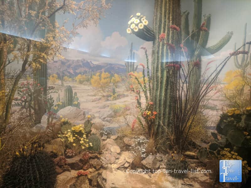 Desert diorama at The Carnegie Museum of Natural History in Pittsburgh