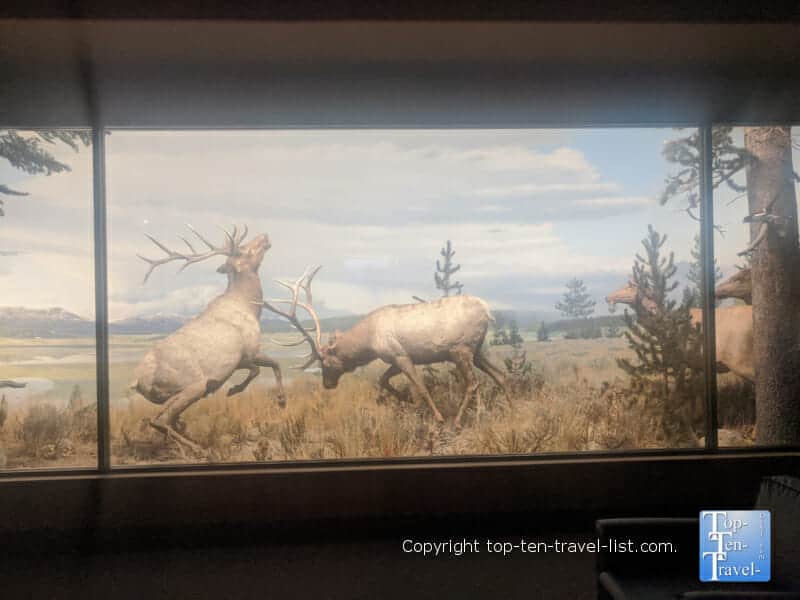 Diorama Hall of North American Wildlife at The Carnegie Museum of Natural History in Pittsburgh