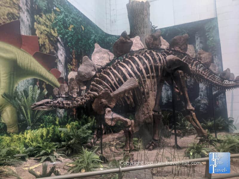 Dinosaur at the Carnegie Museum of Natural History