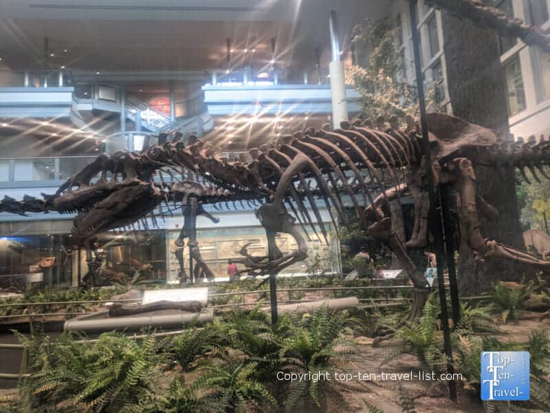 Dinosaur exhibit at The Carnegie Museum of Natural History in Pittsburgh