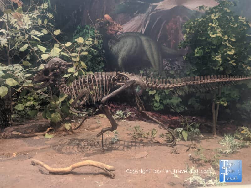 Dinosaur exhibit at The Carnegie Museum of Natural History in Pittsburgh