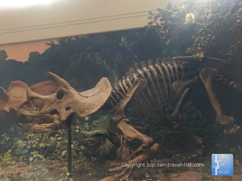 Dinosaur exhibit at The Carnegie Museum of Natural History in Pittsburgh
