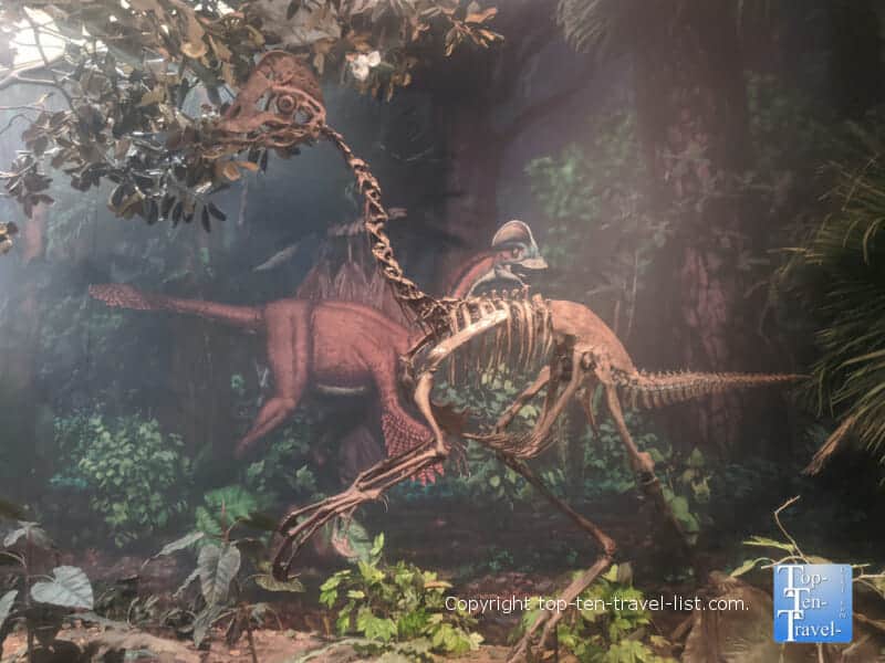 Dinosaur exhibit at The Carnegie Museum of Natural History in Pittsburgh