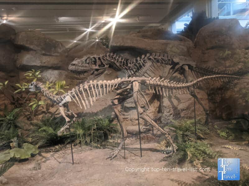 Dinosaur exhibit at The Carnegie Museum of Natural History in Pittsburgh