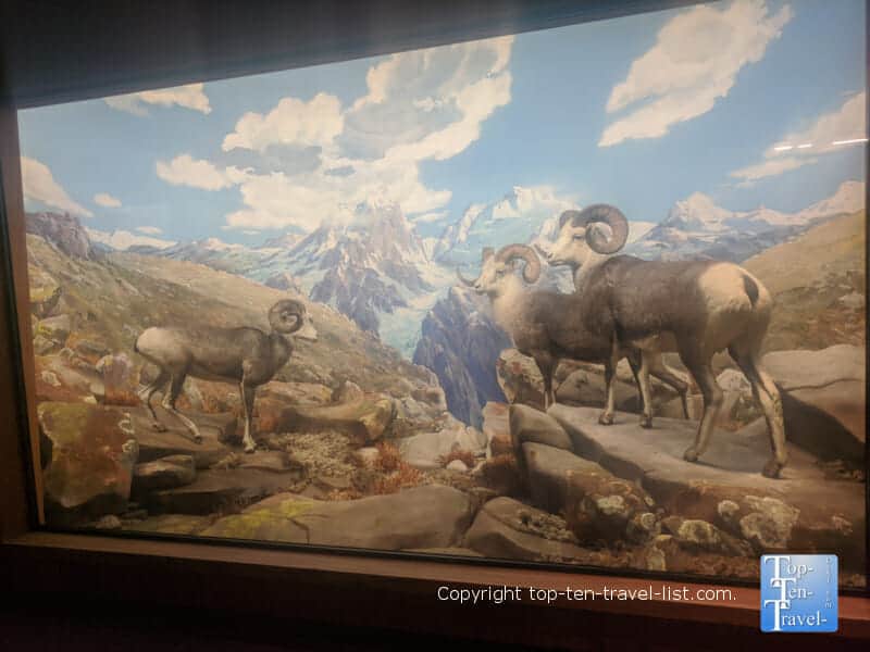 Diorama Hall of North American Wildlife at The Carnegie Museum of Natural History in Pittsburgh