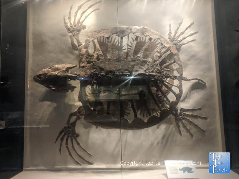Cretaceous Seaway exhibit at The Carnegie Museum of Natural History in Pittsburgh