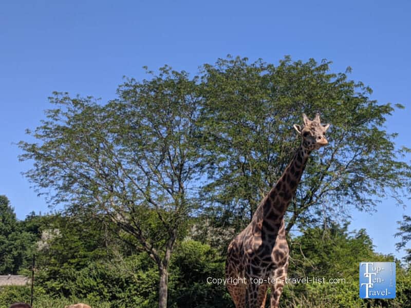 Up close view of a giraffe at the Pittsburgh Zoo