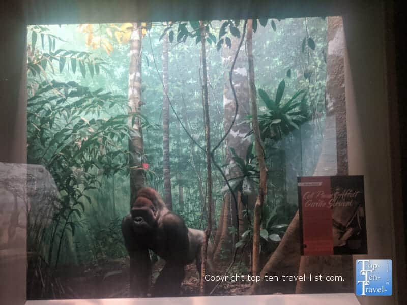 Diorama Hall of African Wildlife at The Carnegie Museum of Natural History in Pittsburgh