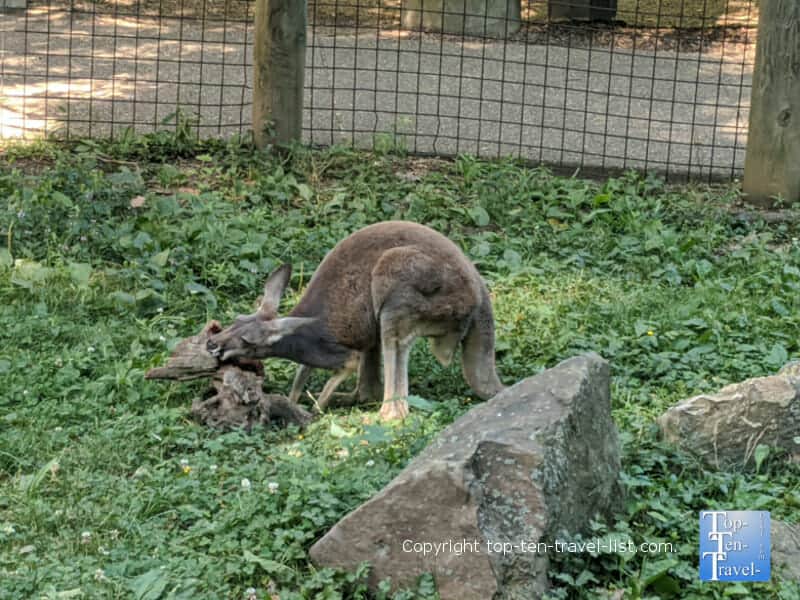 Walk through kangaroo exhibit at the Pittsburgh Zoo