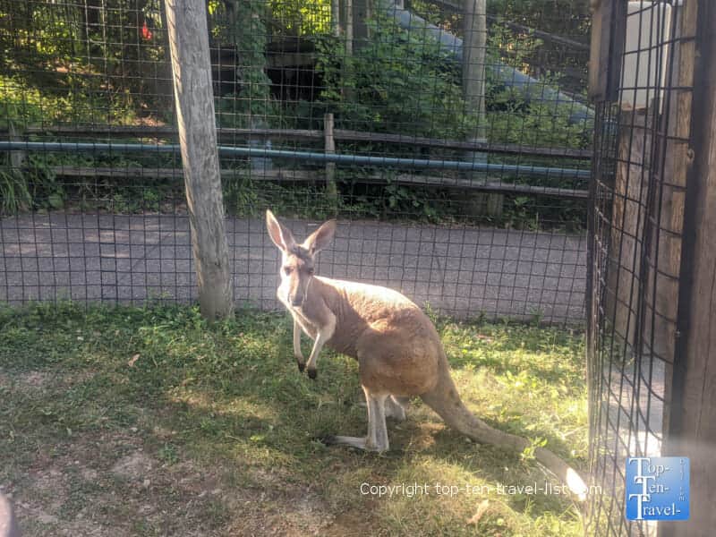 Kangaroo walk through exhibit at the Pittsburgh Zoo