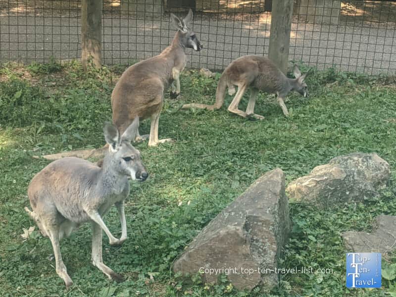 Walk through kangaroo exhibit at the Pittsburgh Zoo